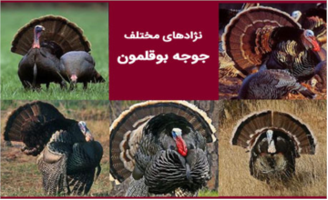 با نژادهای مختلف بوقلمون بیشتر آشنا شوید.